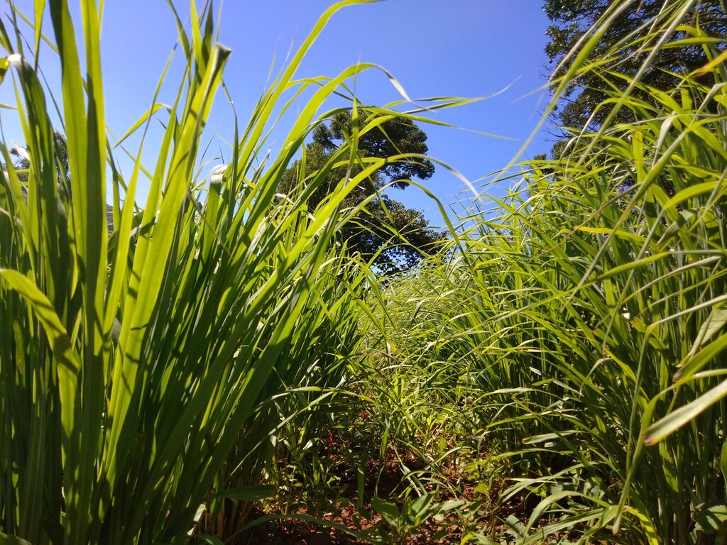 Foto capim-limão